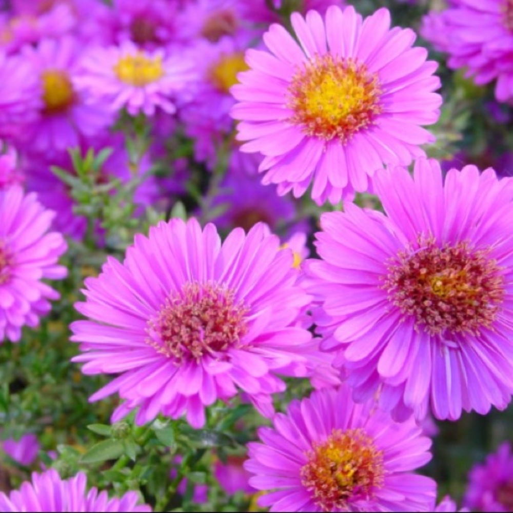 Meet your Posher, Esther